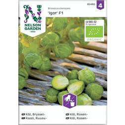 Nelson Garden Rosenkål Igor F1 Grøntsagsfrø