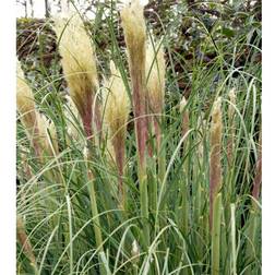 Cortaderia Sellona 'Pumila