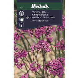 Weibulls Verbena Blomsterfrø