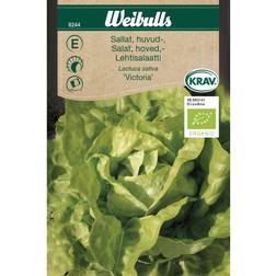 Weibulls Salat Victoria Grøntsagsfrø