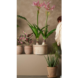 Mr Plant Nerine Potteplante 125 cm Rosa