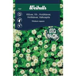 Weibulls Hvidkløver storportion 50 gr Blomsterfrø