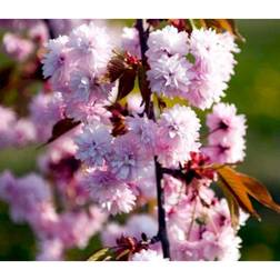 Prunus Serrulata 'Kiku-shidare-sakura'