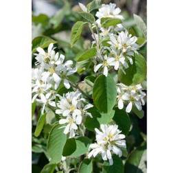 Amelanchier Alnifolia