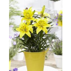 Van Zyverden Patio Lily Lemon Pixie