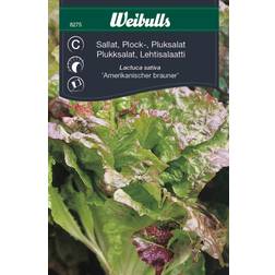 Weibulls Pluksalat, Amerikansk, brun Grøntsagsfrø