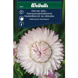 Weibulls Kæmpe Evighedsblomst sølvrosa Blomsterfrø