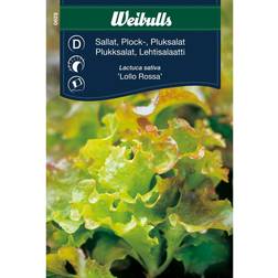 Weibulls Pluksalat Lollo Rossa Grøntsagsfrø