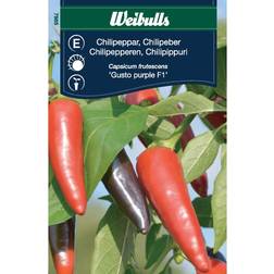Weibulls Chili Gusto Purple F1 Grøntsagsfrø