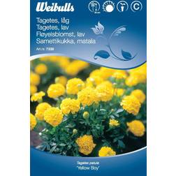 Weibulls Tagetes Låg Yellow Boy