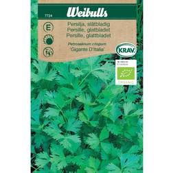 Weibulls Parsley Gigante D Ítalía Krydderurtefrø