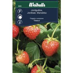 Weibulls Jordbær Tresca Frugt- & Bærfrø