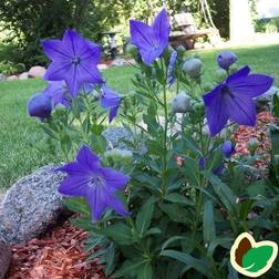 Ballonklokke 'Fuji Blue'