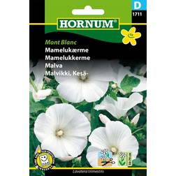 Hornum Mont Blanc Mamelukærme Blomsterfrø