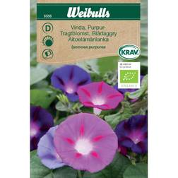 Weibulls Vinda Purpurea Blomsterfrø