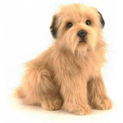 Hansa Terrier Puppy