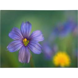 Trademark Fine Art Kathy Yates 'Blue Eyed Grass' Canvas Art,16x24 Poster