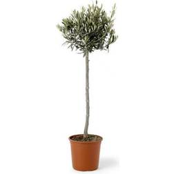 Olive Tree 80-100cm Træ & Busk