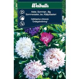 Weibulls Aster Sommar Låg Blomsterfrø