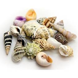 Hobby Dohse Sea Shells Set S 20 pcs
