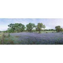 Field of Bluebonnet flowers Texas USA Poster 36x12cm