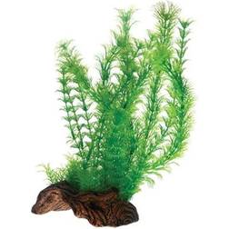 ELDORADO Flora root 3