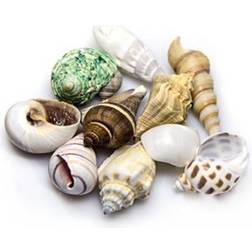 Dohse Sea Shells Set M 10 pcs