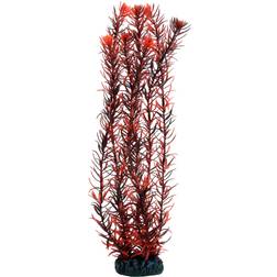 HSE Dohse Eusteralis 39 cm