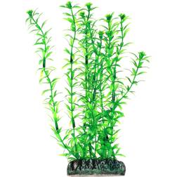 HSE Dohse Lagarosiphon 20 cm