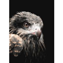 BLACK EAGLE 50x70 cm Svart Poster 50x70cm