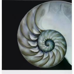 Empire Art Direct Pearly Nautilus Wall Decor 36x36"