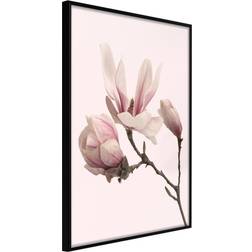 Artgeist Blooming Magnolias II Svart Poster