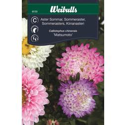 Weibulls Aster Pastell Sommar Blomsterfrø