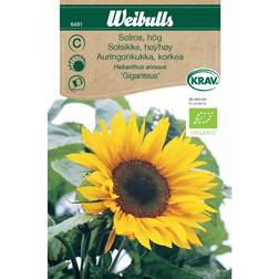 Weibulls Solros Giganteus Blomsterfrø