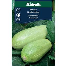 Weibulls Squash Genovese