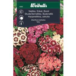 Weibulls Nejlika Enkel Borst Mix Blomsterfrø
