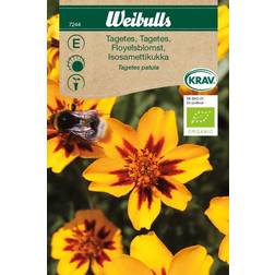 Weibulls Tagetes Patula