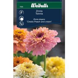 Weibulls Zinnia Cresto Peach and Cream