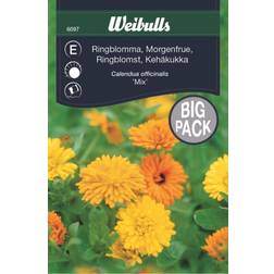 Weibulls Ringblomma Mix