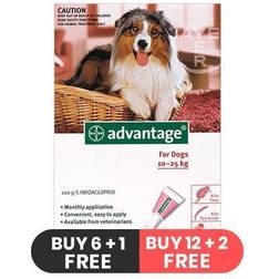 Advantage Large Dogs 21-55lbs