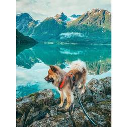 Non-Stop Dogwear Strong Kobbel 2 meter 2m