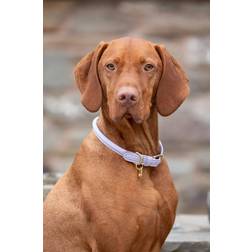 Shires Digby & Fox Rolled Leather Dog Collar