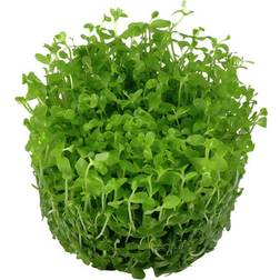 TROPICA Micranthemum tweediei 'Monte Carlo' 1-2-Grow!