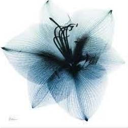 Empire Art Direct Glacial Amaryllis Wall Decor 38x38"