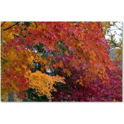 Kurt Shaffer 'Autumn Explosion' Canvas 16 x 24 one size