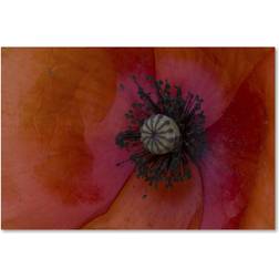 Kurt Shaffer 'Poppy Detail' Canvas 16 x 24 one size