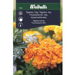 Weibulls Tagetes Crackerjack Mix Blomsterfrø