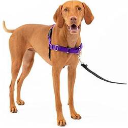 PetSafe Easy Walk Dog Harness, Purple/Black