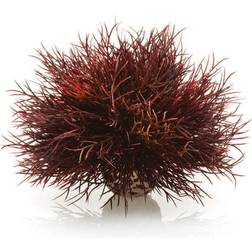 Biorb Aquatic Sea Lily Crimson