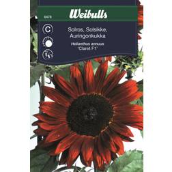 Weibulls Solros Claret F1 Blomsterfrø